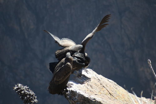 Taken at Cruz del Condor, Colca Canyon, Peru
