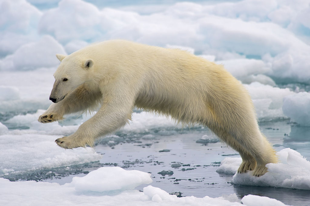 A Polar Bear (Ursus maritimus) jumping across two ice floes.