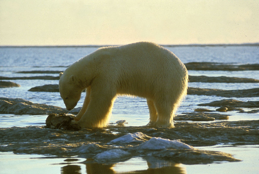 Polar bear eating
