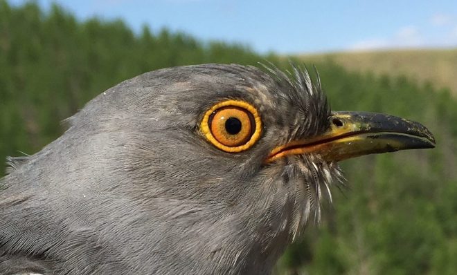 Onon is a common cuckoo. He's one of 5 cuckoos who were tagged last summer in Mongolia, far to the north of China.