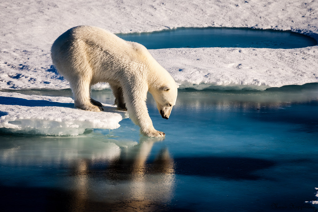 Polar Bears Across the Arctic Face Shorter Sea Ice Season. Polar bears already face shorter ice seasons - limiting prime hunting and breeding opportunities.