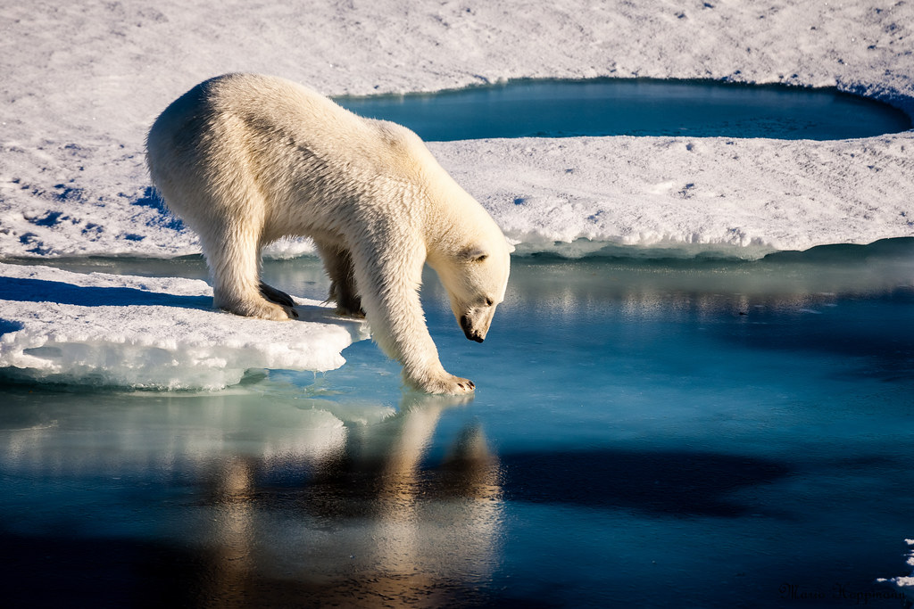 Most polar bears could struggle to survive in the Arctic by 2100, study  finds