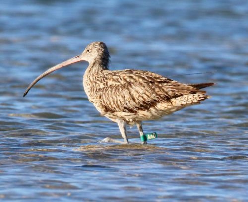 Eastern Curlew AAD, with tracker.