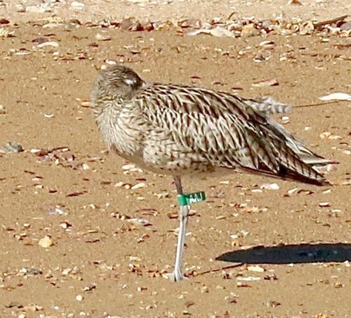 AAJ, a young eastern curlew.