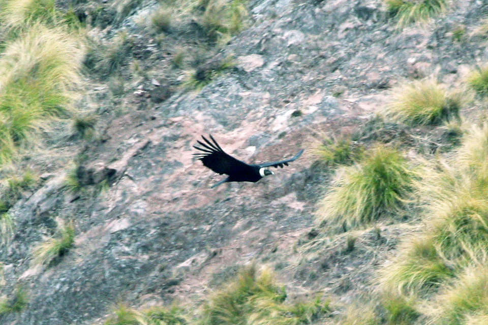 Andean Condor (Vultur gryphus)