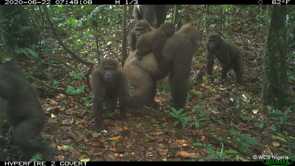Cross River gorilla group including adults and young of different ages Mbe Mountains, Nigeria June 2020.