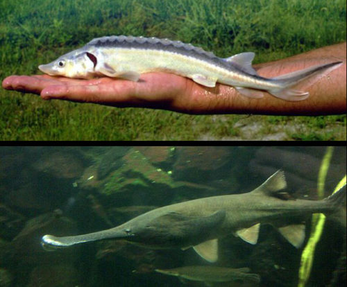 Above: Russian Sturgeon, Below: American Paddlefish.