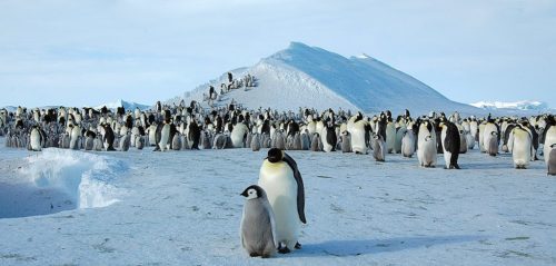 Emperor penguin on Snow Hill Island, Antarctica.