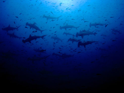 Photograph of Hammerhead Sharks in the Galápagos Islands.