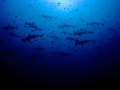 Chinese Fishing Ships Threaten Galapagos Sea Life