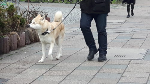 Man walks dog down sidewalk in Berlin.