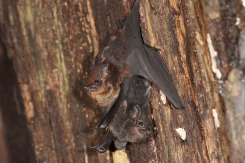 Mother-pup pair of the greater sac-winged bat, Saccopteryx bilineata, in their daytime roost. The pup (dark fur color) is holding on to the mother's belly (light fur color).