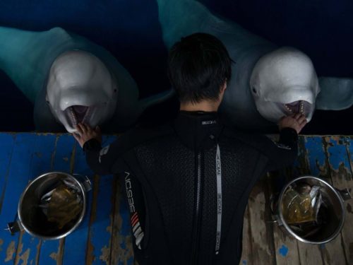 Two belugas being fed at the same time.