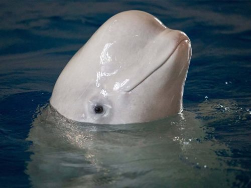 Beluga whale poking its head out of the water.