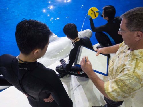 Scientists measure a beluga whale.