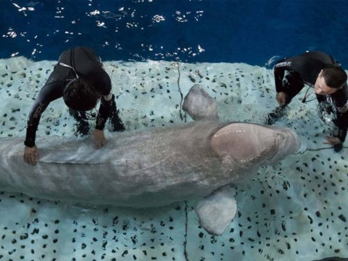 Scientists comfort a beluga on a loading platform.