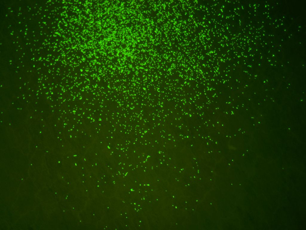 Membrane-trapped fluores cence microscopy image o f the samples of U1368 2 H-5 (13Ma) after cell sep aration and cell sorting. H ighly purified microbial cel ls are ready to be analyze d by NanoSIMS.