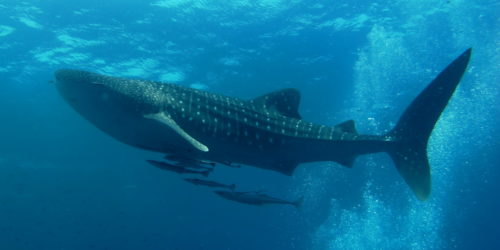 Whale shark at the Andaman sea