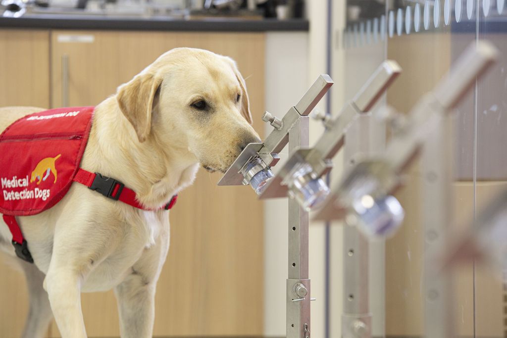 A dog being trained to sniff out the coronavirus.