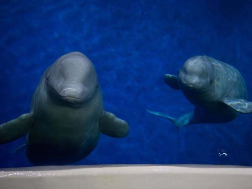 Two beluga whales in an aquarium.