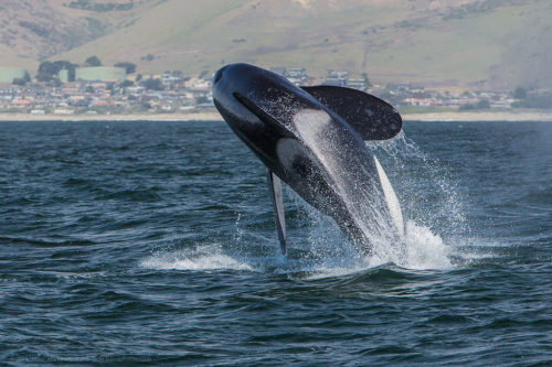 Orca, Killer Whale, breaching, Morro Bay, CA May 8, 2014