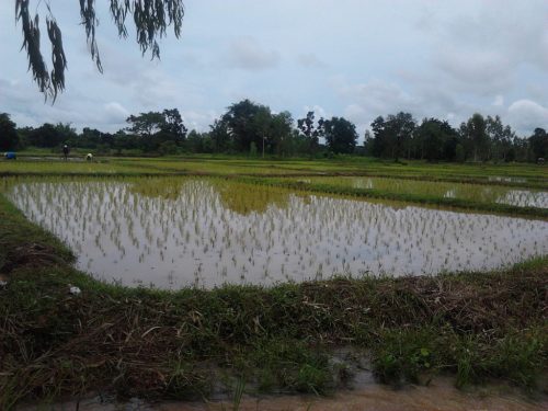 Rice paddies in Pa Kho, Mueang Nong Khai District, Nong Khai, Thailand