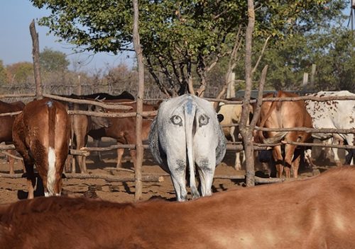 A cow marked with fake eyes on its rear end among other, unmarked cows.