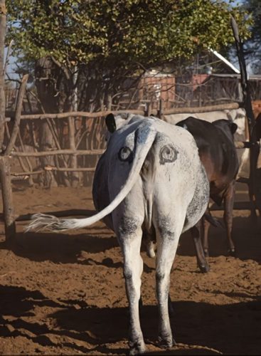 A cow marked with fake eyes on its rear end.