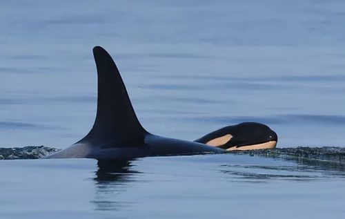 Mother orca, J35, and calf, J57