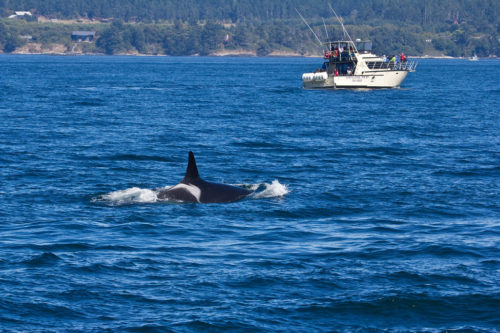 Orca and Boat