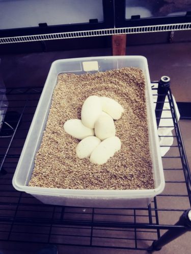 Ball python eggs 07-24-2020