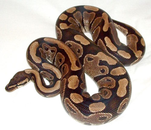 Ball python