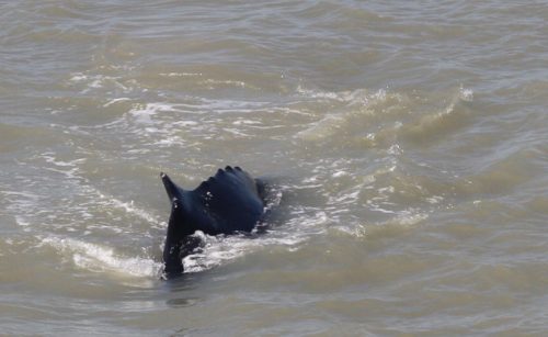 Humpback whale swimming in the East Alligator River.