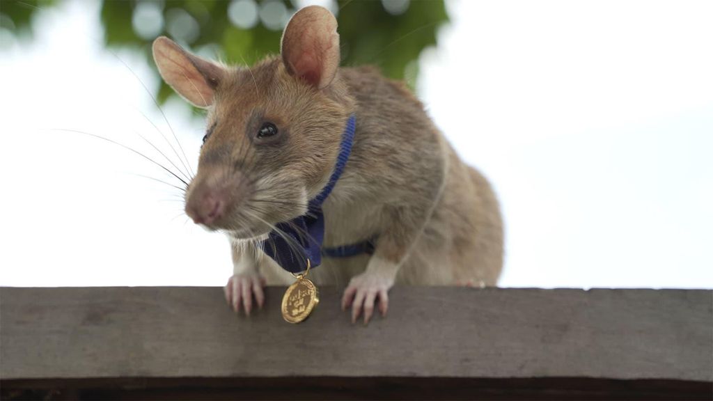 Magawa, the Hero Rat winner of the PDSA Gold Medal.
