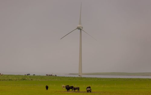 Windmill in the background, cattle in the foreground in a picture taken on Scotland's Orkney Islands.