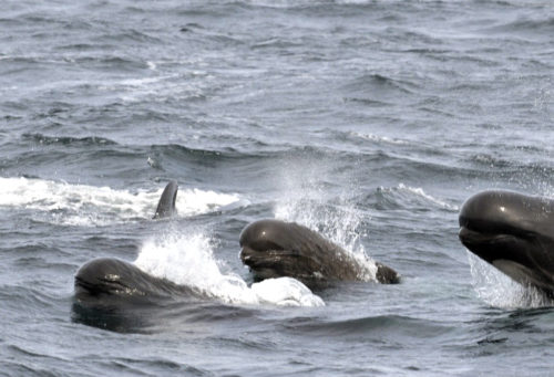 Long-finned Pilot Whales photographed southeast of Block Island, RI.