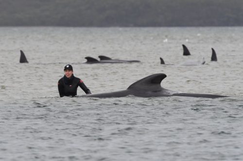 A rescue worker stands in the water next to a stranded whale, with other stranded whales in the background.