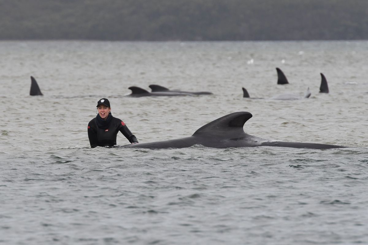 Hundreds of whales beached on New Zealand islands - ABC News