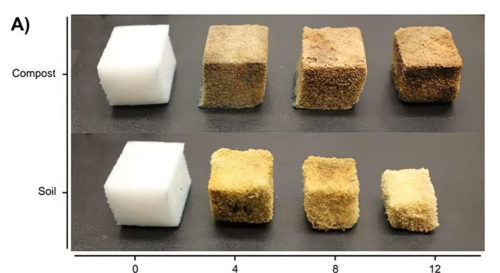 Algae based polyurethane shown to biodegrade over time.