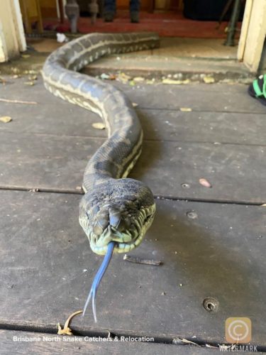 Carpet Python that fell from a kitchen ceiling in Brisbane, Australia - tongue out.