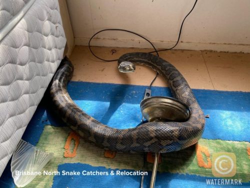 Carpet Python that fell from a kitchen ceiling in Brisbane, Australia.