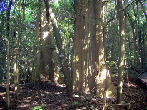Giant Stinging Trees - Wingham Brush Dendrocnide excelsa