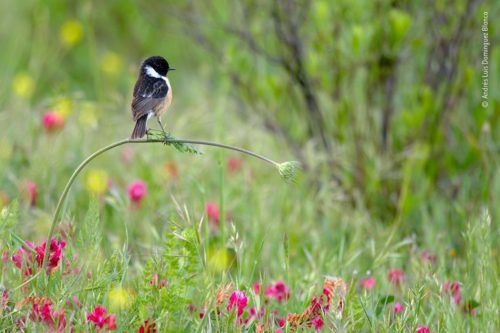 Stonechat perched on a bending plant. WPY Under 10 winner