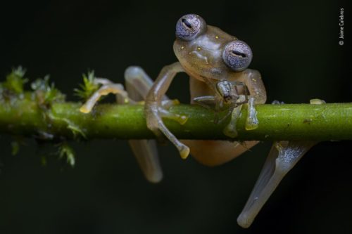 A Manduriacu frog on a branch. WPY Winner for Amphibian and Reptile Behavior, by Jaime Culebras.