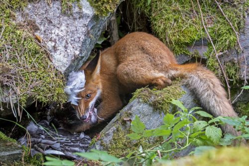 A fox eats a goose in its hiding spot. WPY 15-17 Winner, by Liina Heikkinen.