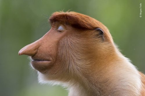 A proboscis monkey with its eyes closed. WPY 2020 Winner - Animal Portraits, by Mogens Trolle.