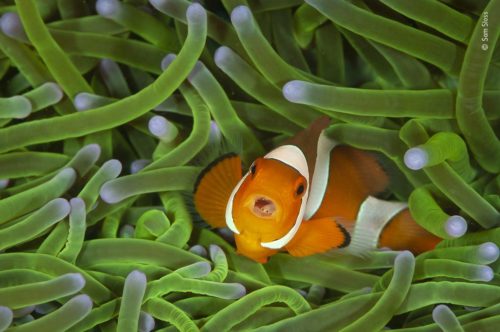 A clownfish in a sea anemone. WPY 2020 Winner 11-14, by Sam Sloss.