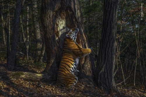 A Siberian tiger embracing a tree. WPY 2020 Grand Prize Winner, by Sergey Gorshkov.