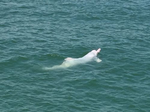 Photo of a Chinese white dolphin off the coast of Lantau Island, Hong Kong