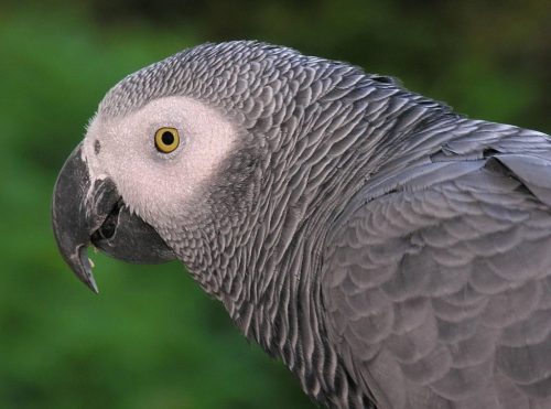 Congo African Grey parrot - showing head and neck in detail.